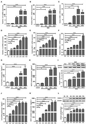 Treponema pallidum Induces the Secretion of HDVSMC Inflammatory Cytokines to Promote the Migration and Adhesion of THP-1 Cells